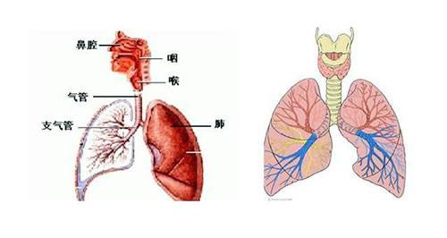 慢性支气管炎的中医诊断