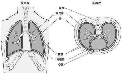 得了胸膜炎要做好哪些日常护理工作