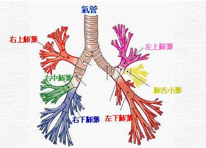 治疗支气管扩张的方法