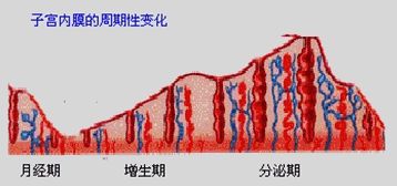 易患子宫内膜癌的人群?